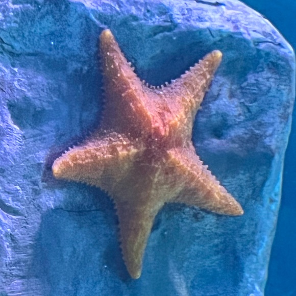 Meet your Posher, Sara - Picture 1 of 1